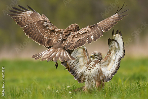 Fighting common buzzards (Buteo buteo)