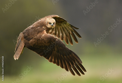 Marsh harrier (Circus aeruginosus) © Piotr Krzeslak