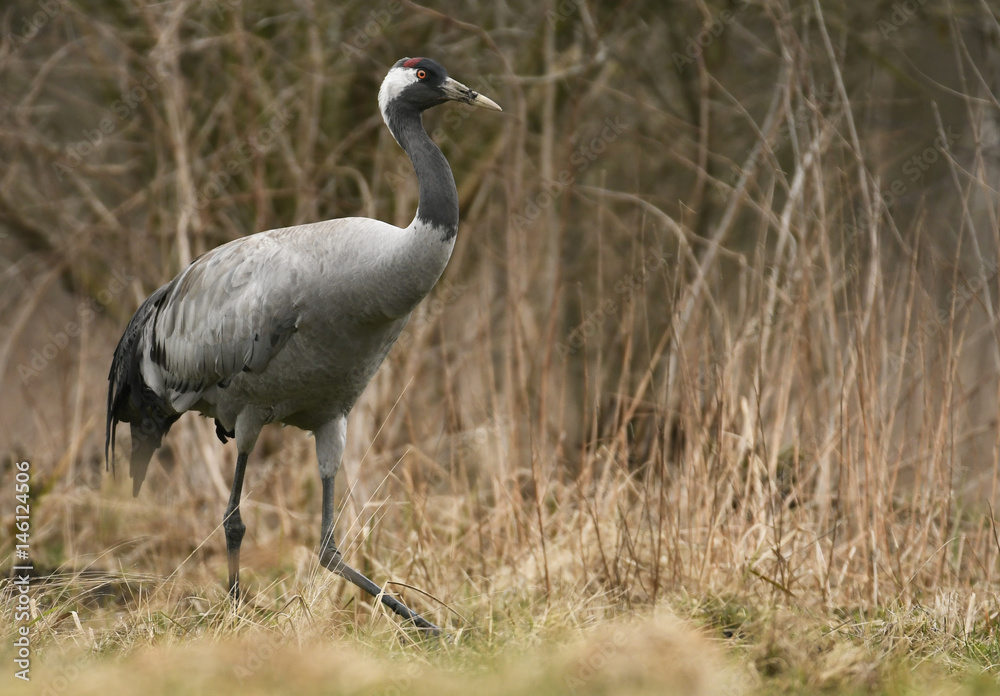Obraz premium Common crane (Grus grus)