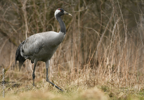 Common crane (Grus grus)