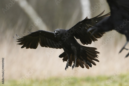 Common raven (Corvus corax) © Piotr Krzeslak