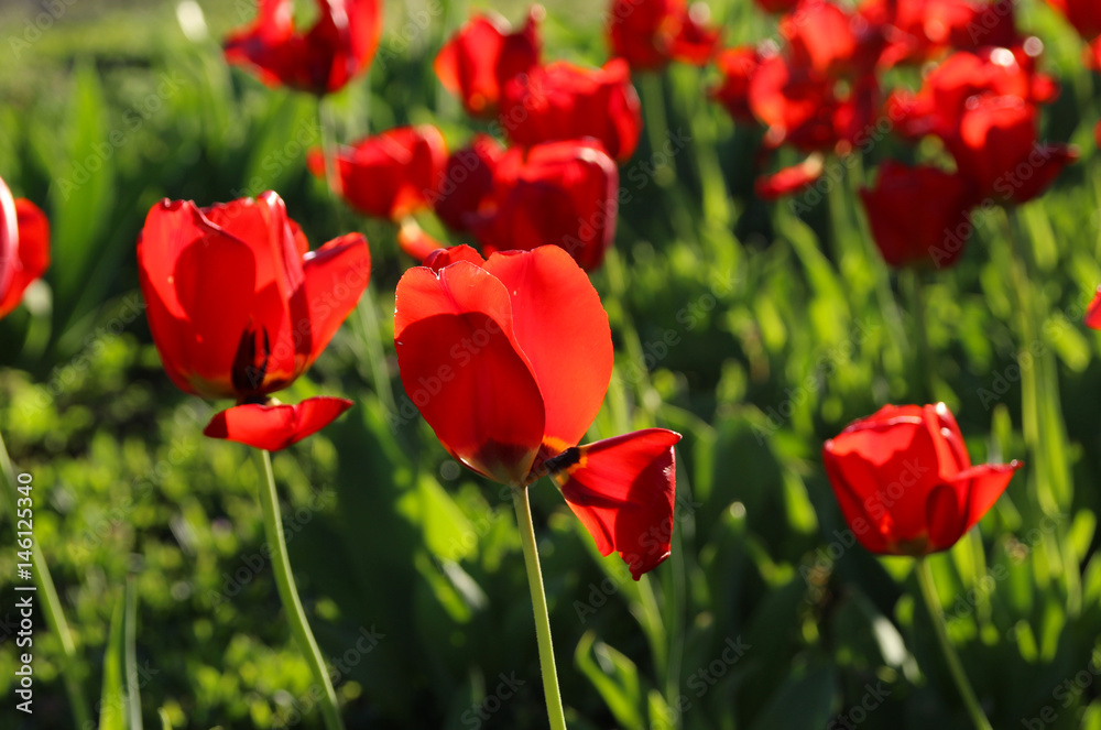 Flowering tulips in a spring garden Flowering tulips in a spring garden