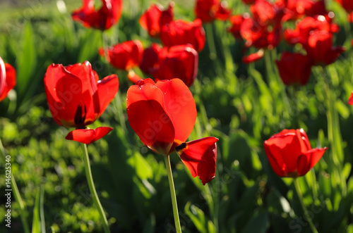Flowering tulips in a spring garden