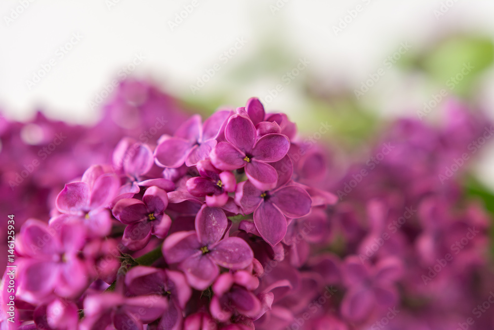 Frühling Flieder Frühling Flieder