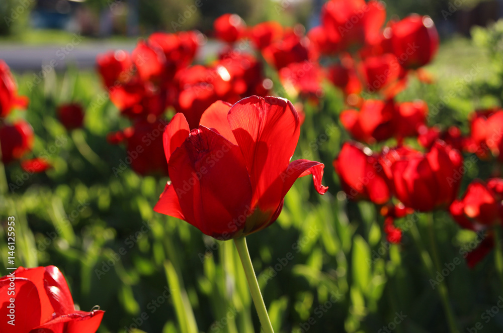 Obraz premium Flowering tulips in a spring garden