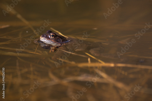 Common frog at breeding season during spring, head over water with reflections in warm afternoon light