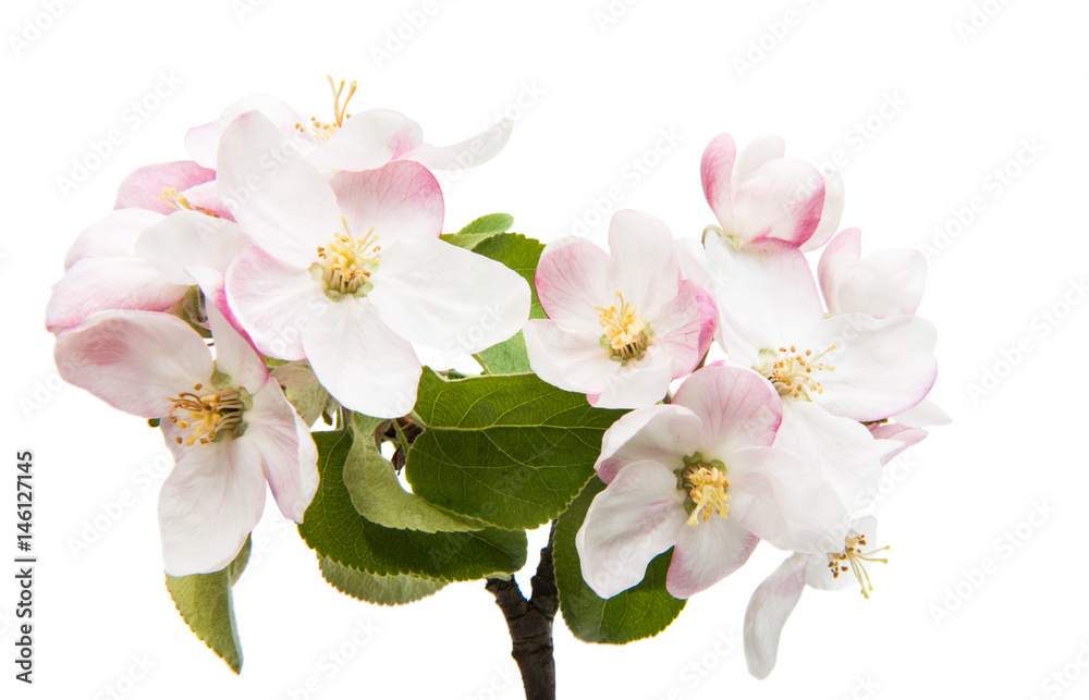 Fototapeta premium Flowers of an apple tree