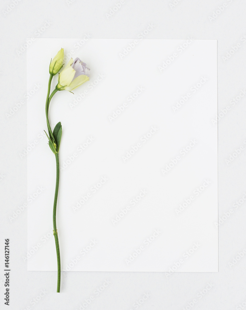 Obraz premium Eustoma flowers on paper
