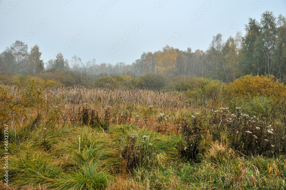 Fototapeta premium Moorlandschaft, Leipheimer Moos