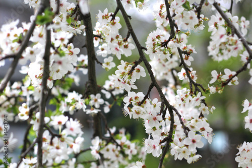 Branches of a flowering tree with a garden.