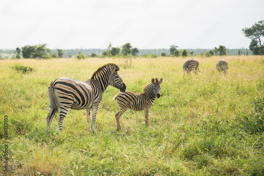 Obraz premium Wilde Zebras im Krüger National Park in Südafrika