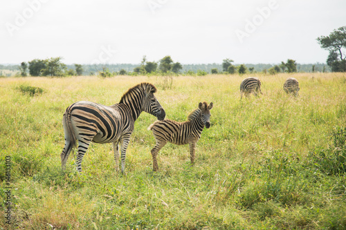 Wilde Zebras im Kr  ger National Park in S  dafrika