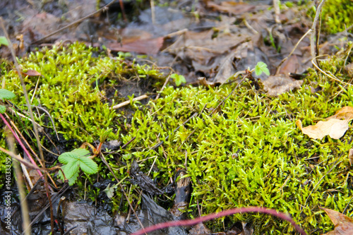 Green moss in swamp
