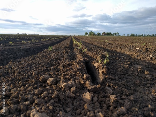 plowed and planted