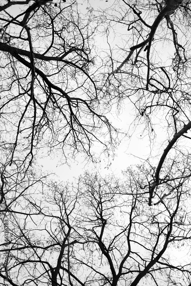 Forest Forest