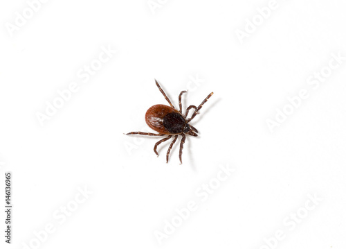 Close up shot of a tick on a white surface. Isolated on white. Copy space.