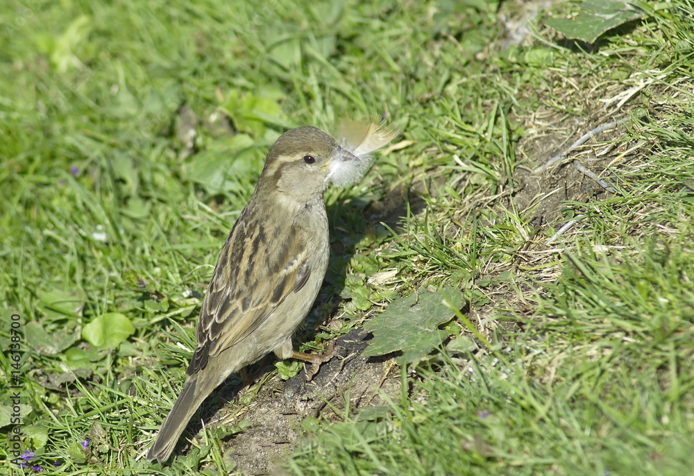 Young Sparrow on a dry stump holding in its beak a feather.