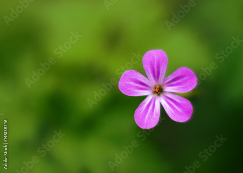 Blooming wild flower, soft look, blurry background.
