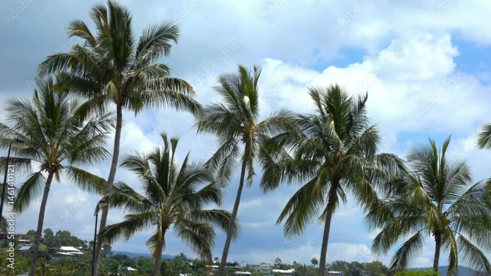 Australia, Airlie Beach, Palm Trees in the Wind Australia, Airlie Beach, Palm Trees in the Wind