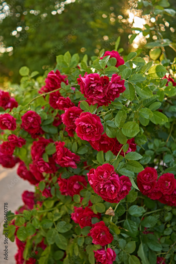 Bush of red roses/Beautiful red roses grow bush. Summer, Russia, Pskov region Bush of red roses/Beautiful red roses grow bush. Summer, Russia, Pskov region