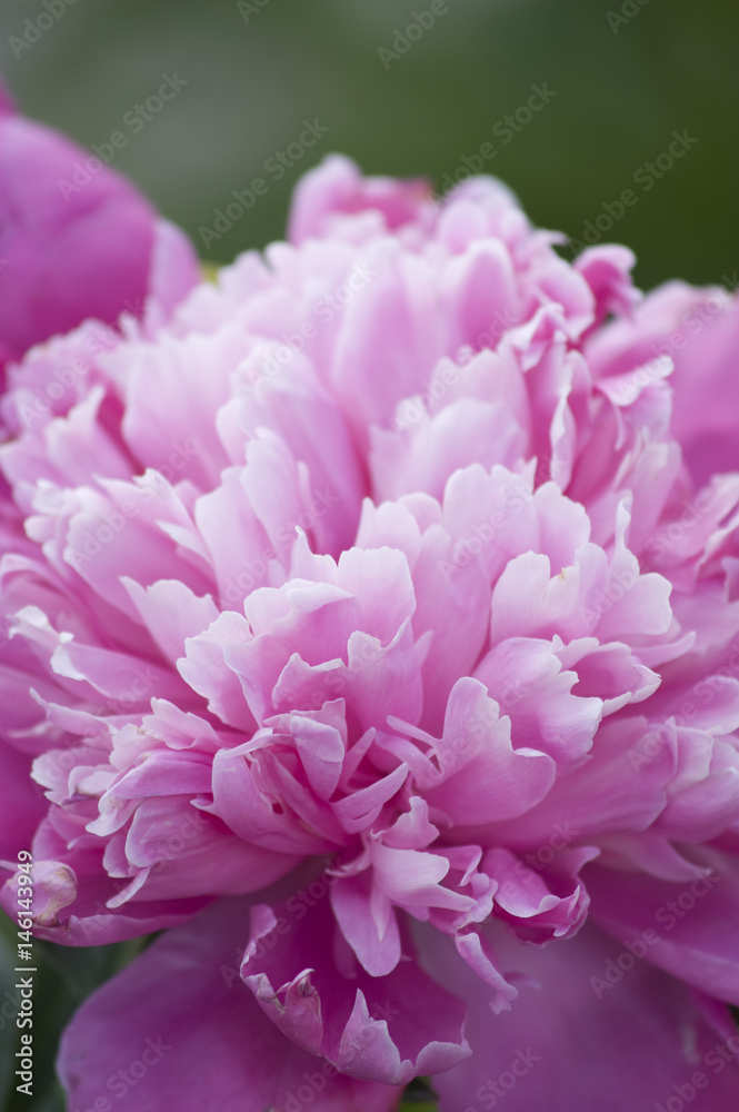 Pink Ruffled Peony, Paeonia Lactiflora Pink Ruffled Peony, Paeonia Lactiflora