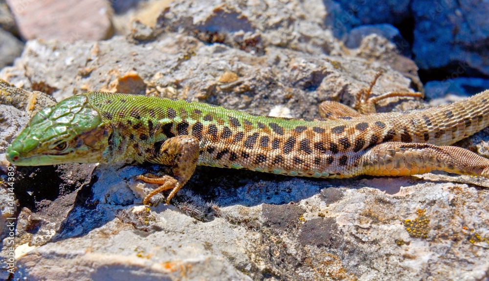 Lizard Lizard