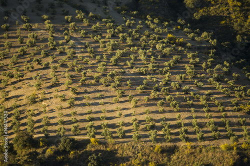 Plantation of olive trees