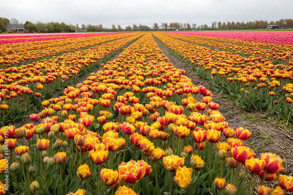 Tulip fields in the Bollenstreek, South Holland, Netherlands
