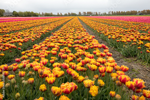 Tulip fields in the Bollenstreek, South Holland, Netherlands © wjarek