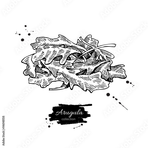 Arugula leaf heap hand drawn vector illustration. Isolated Vegetable engraved style object. Detailed