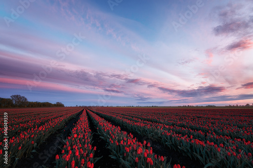 Sonnenaufgang über rotes Tulpenfeld