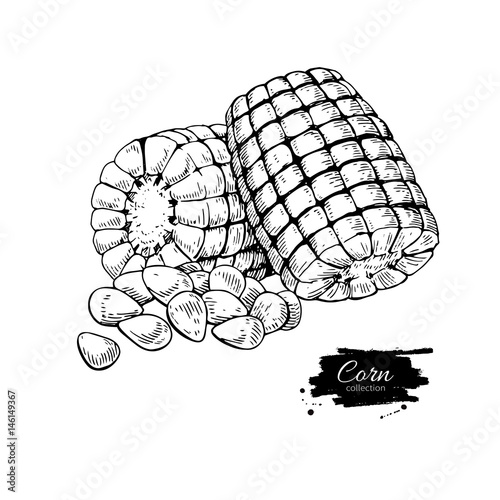 Corn hand drawn vector illustration. Isolated Vegetable engraved style object. Detailed vegetarian