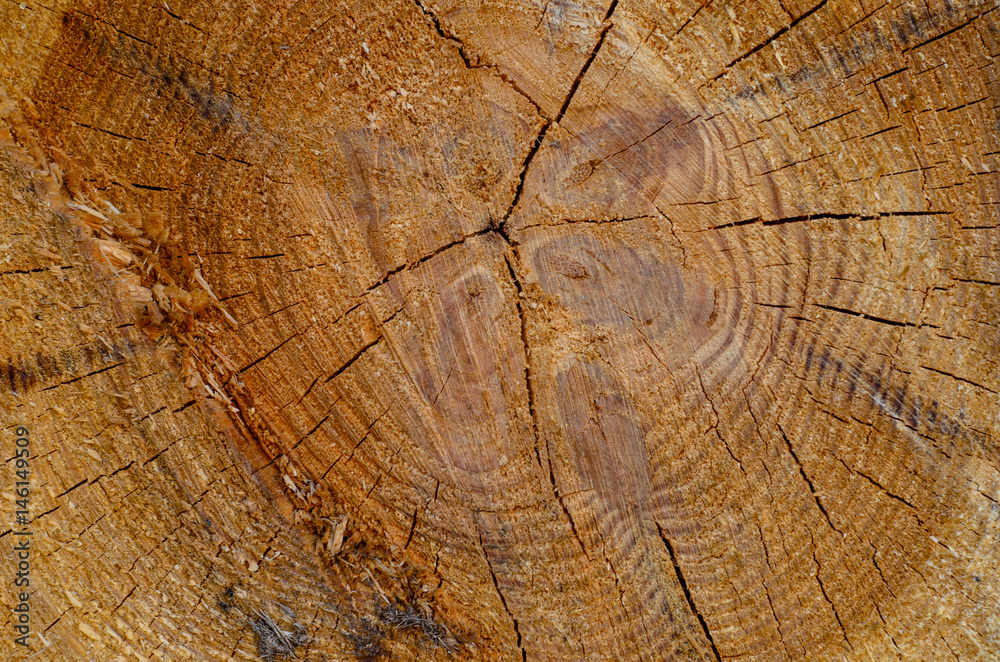 Fototapeta premium Wooden texture for background