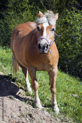 il cavallo nel prato verde