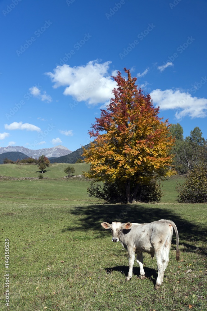 Obraz premium Artvin,is a city in northeastern Turkey about 30 km inland from the Black Sea.There are amazing plateaus and small crater lakes on the its muntains.