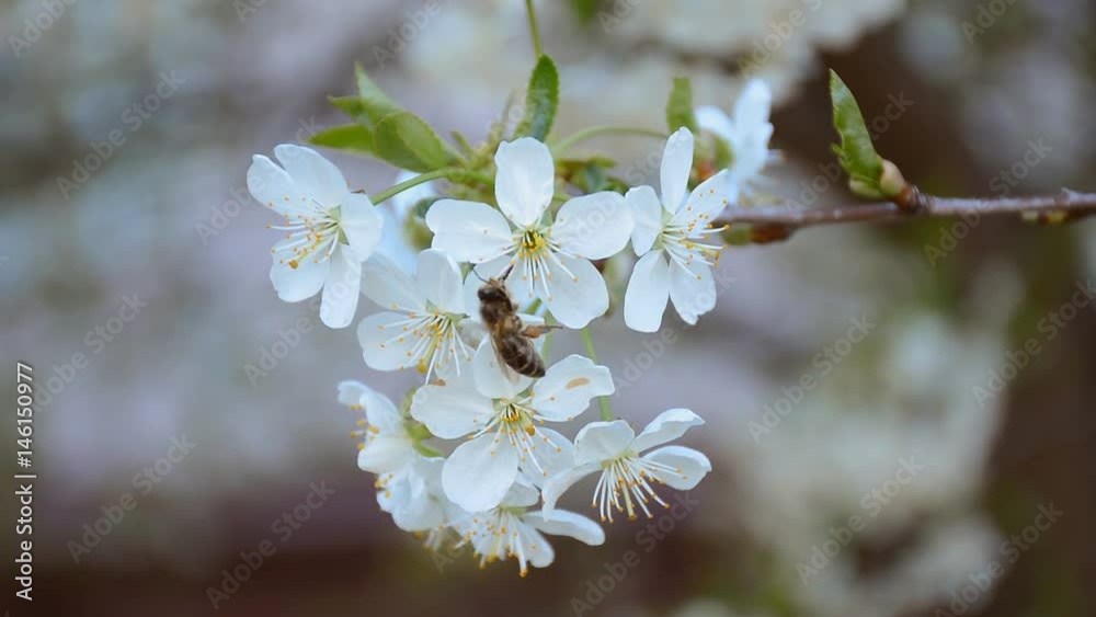 Worker bee flying over the cherry blossom. HD video footage 1080p Worker bee flying over the cherry blossom. HD video footage 1080p