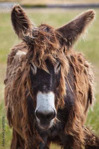 Close-up portrait of long-haired donkey grazes on dry grassland of island Ile de Re, France. Shot with small depth of field