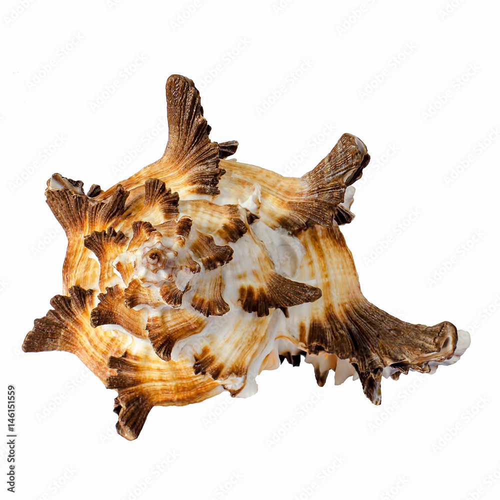 Obraz premium seashell