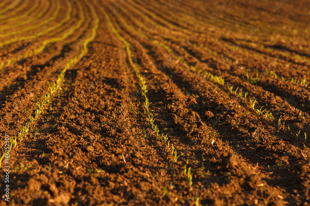 Freshly ploughed field with fresh crops
