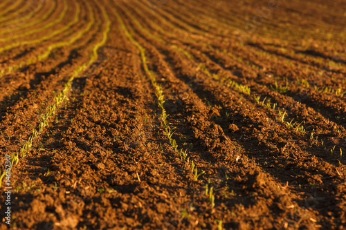 Obraz na płótnie Freshly ploughed field with fresh crops w salonie