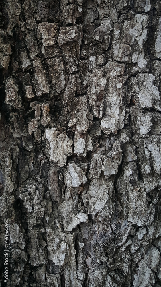 Fototapeta premium Wood skin