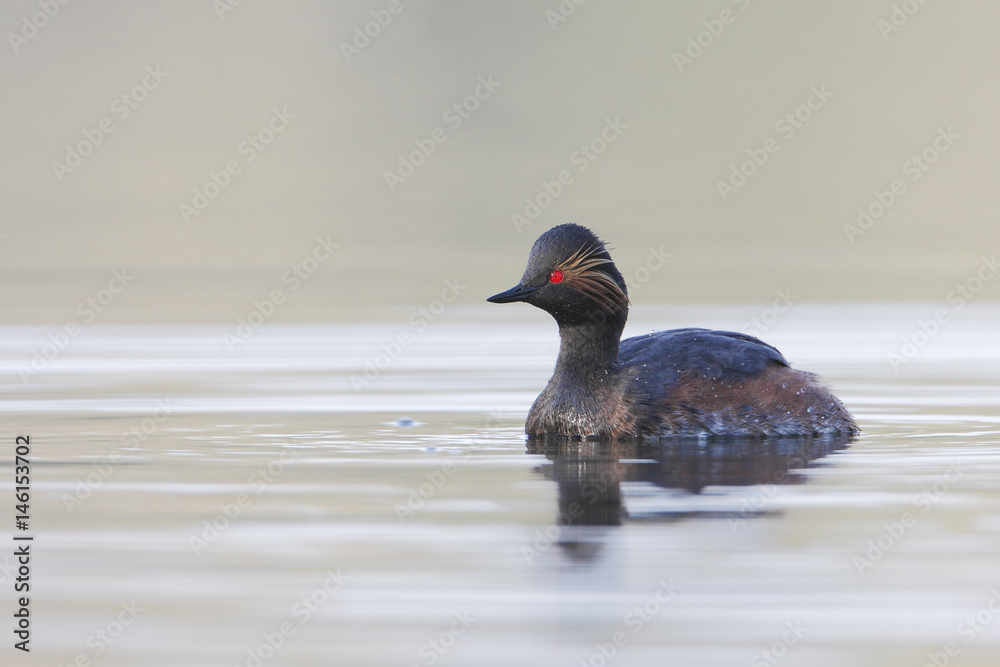Black-necked grebe (Podiceps nigricollis) swimming in water, the Netherlands Black-necked grebe (Podiceps nigricollis) swimming in water, the Netherlands