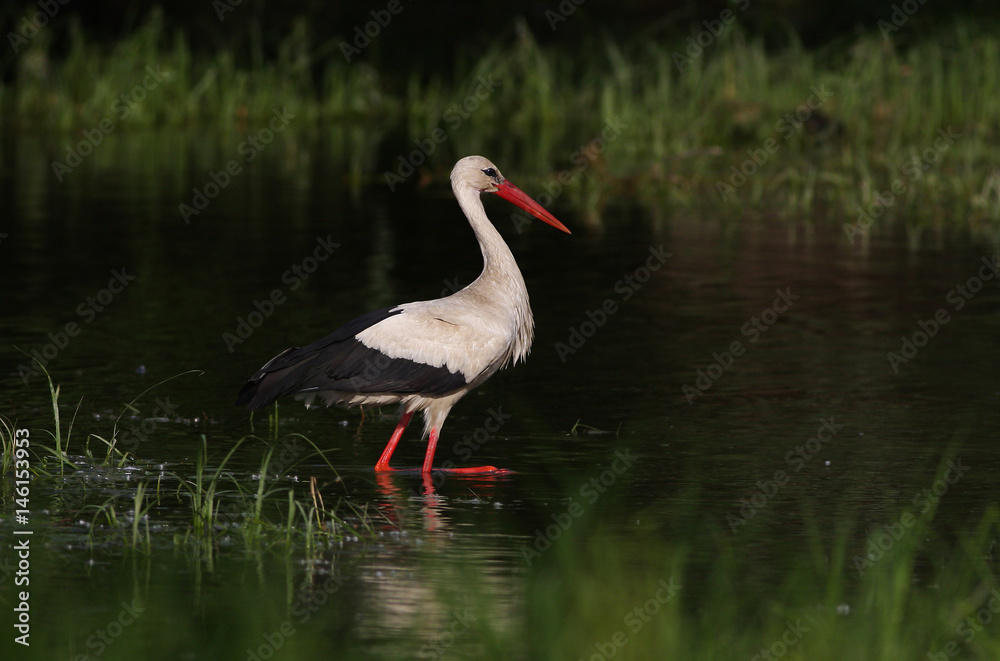 Hunting white stork Ciconia ciconia on the pond Hunting white stork Ciconia ciconia on the pond