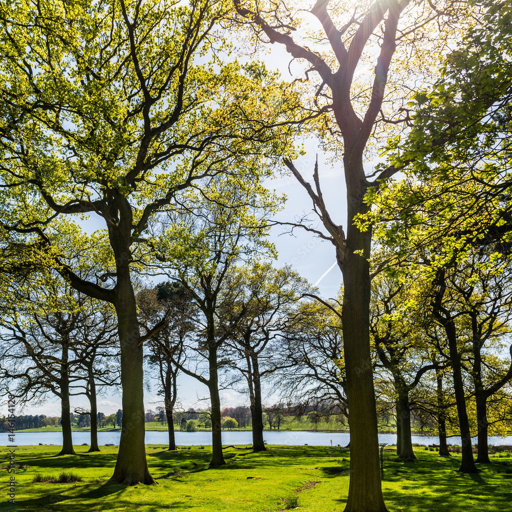 Beautiful Green Forest in Summer Sun Beautiful Green Forest in Summer Sun
