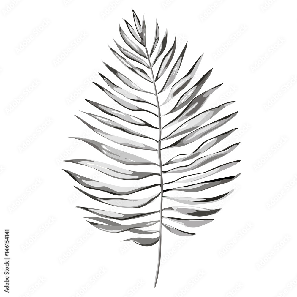 Fototapeta premium Black and white vector tropical palm leaves, jungle leaves isolated on white background. EPS 10