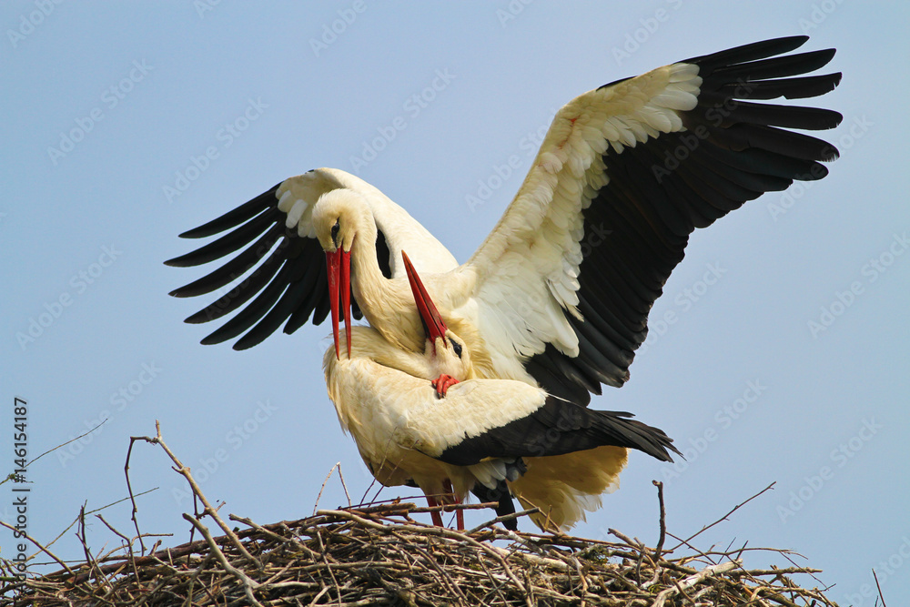 Fototapeta premium Two white stork Ciconia ciconia is mating