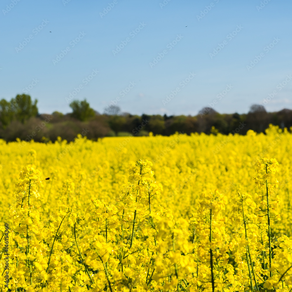Blooming Field of Yellow Rapeseed Blooming Field of Yellow Rapeseed
