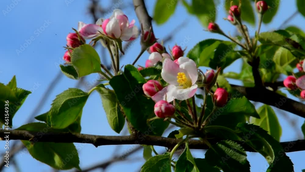 Gentle pink apple blossom in spring Gentle pink apple blossom in spring