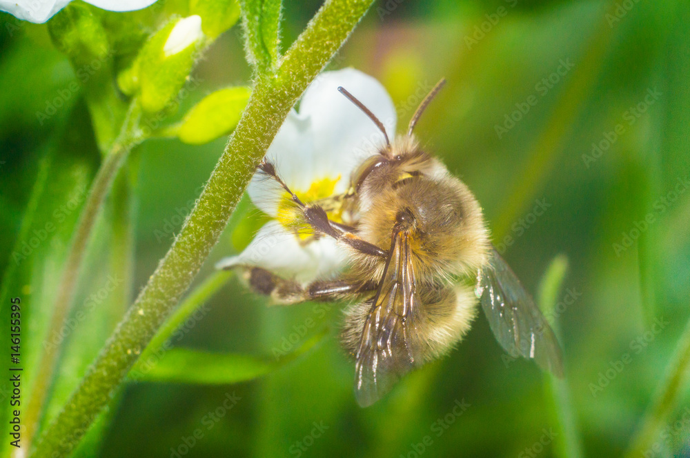 bee on the white flower in sunny day of spring bee on the white flower in sunny day of spring