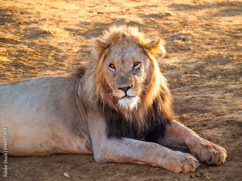 Leisurely male lion in heat of African day caught  back lit by sun with glow in mane